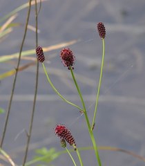Sanguisorba longifolia