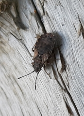 Nithecus jacobaeae