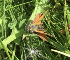 Thymelicus sylvestris