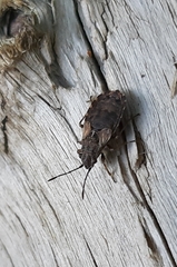 Nithecus jacobaeae