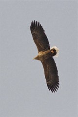 Haliaeetus albicilla