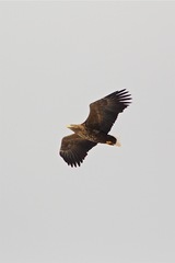 Haliaeetus albicilla