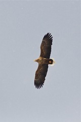 Haliaeetus albicilla