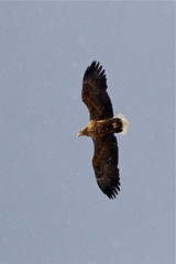 Haliaeetus albicilla