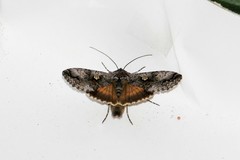 Syngrapha interrogationis