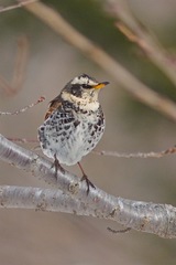 Turdus eunomus