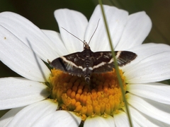 Pyrausta cingulata