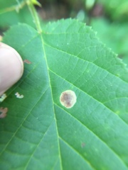 Cameraria corylisella