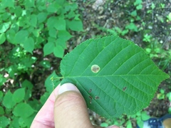 Cameraria corylisella
