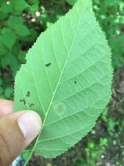 Cameraria corylisella