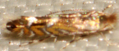 Phyllonorycter propinquinella