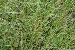 Cladium mariscoides