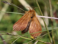 Malacosoma alpicolum