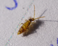Entomobrya dorsalis