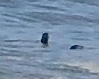 Phoca vitulina