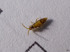 Entomobrya dorsalis