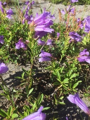 Penstemon cardwellii