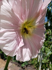 Apis mellifera