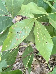 Caryomyia conoidea
