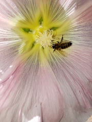 Apis mellifera