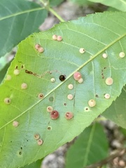 Caryomyia conoidea