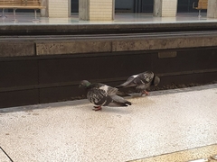 Columba livia domestica