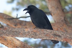 Corvus macrorhynchos