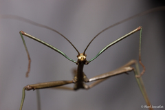 Diapheromera calcarata
