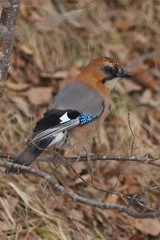 Garrulus glandarius