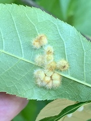 Caryomyia holotricha