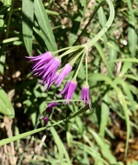 Allium brevistylum