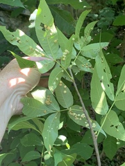 Caryomyia holotricha