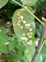 Caryomyia holotricha