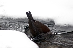 Cinclus pallasii