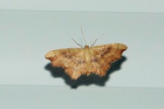 Idaea emarginata