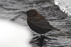 Cinclus pallasii