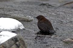 Cinclus pallasii
