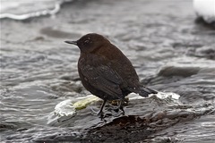 Cinclus pallasii