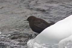 Cinclus pallasii