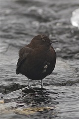 Cinclus pallasii