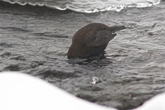 Cinclus pallasii