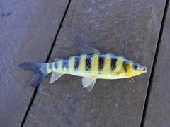 Banded Leporinus photo 3