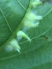 Caryomyia ansericollum