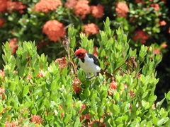 Paroaria gularis