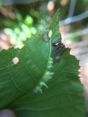 Caryomyia ansericollum