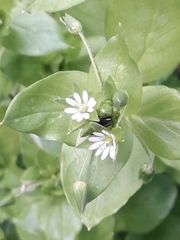 Stellaria media