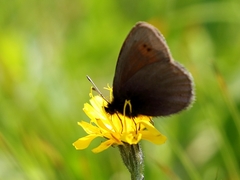Erebia epiphron