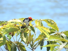 Paroaria gularis