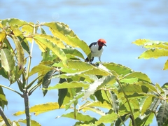 Paroaria gularis