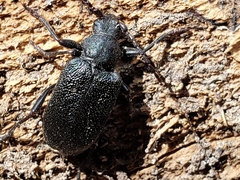Piodes coriacea